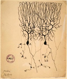 Dibujo de Santiago Ramón y Cajal de las neuronas del cerebelo de una paloma. Células Purkinje (A) y granular (B).