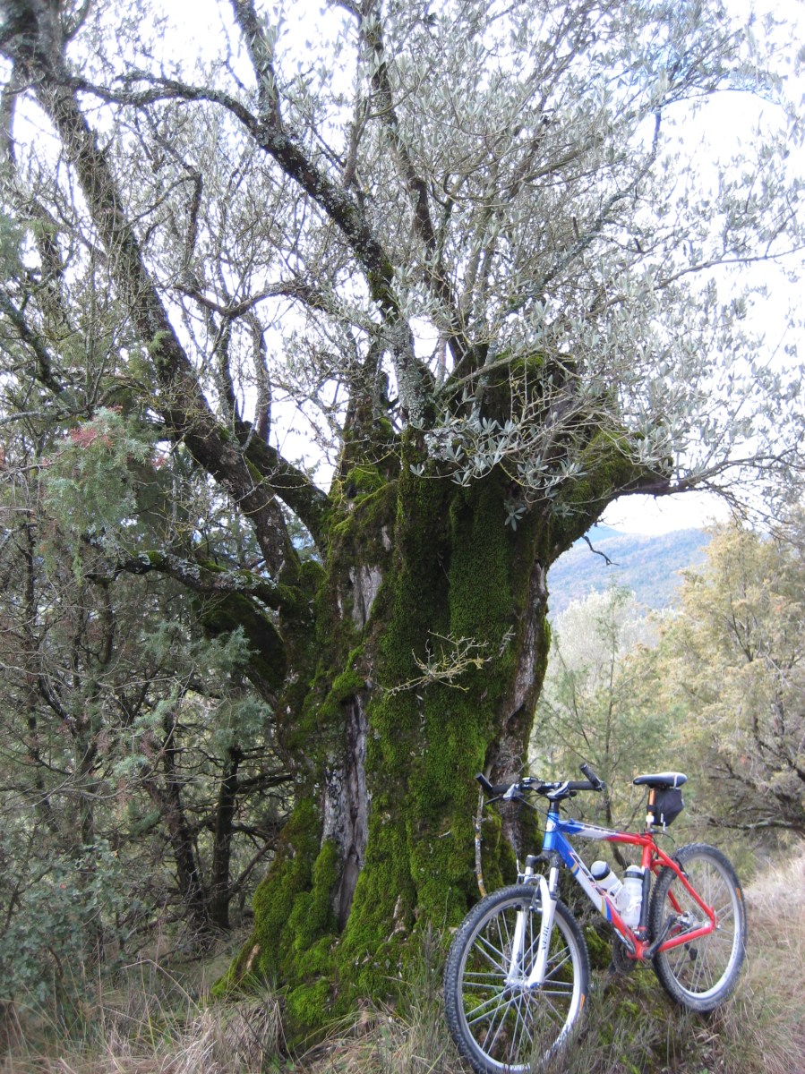Mindfulness, atención plena