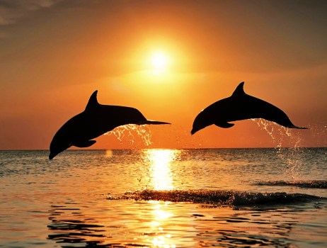 Refuerzo positivo de George Bateson. 