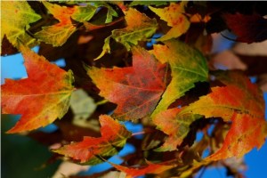 CAMBIOS HUMILDES Y CONSTANTES CAMBIOS HUMILDES Y CONSTANTES, inclusión educativa, coaching educativo, Paulo Freire, Programación Neurolingüística, Inteligencia Emocional, participación del alumnado, escuela inclusiva, reconocimiento, dar voz a los sin voz, voz del alumnado, mejora escolar, inclusión, escuela inclusiva, pedagogía liberadora, Stephen Covey, metáfora