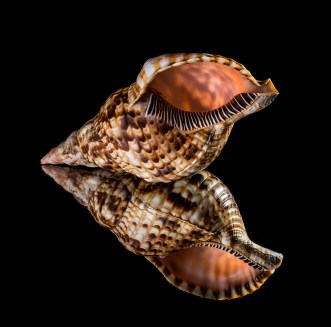 autoconcepto,  J.A. Marina, autoconocimiento, autoconciencia, autoevaluación, autoaceptación, automotivación, autonomía,  educación emocional,  bienestar,  capacidades,  competencias, frustración, angustia, Rita Pierson,  conexión, coaching, factor emprendedor, pnl,  error = aprendizaje, expectativas, filtro, modelo, flexibilidad, pensamiento divergente y creativo, aceptación personal, elogio, estilo de disciplina, límites, valores personales, directrices, objetivos , crecimiento interior,  aproximaciones sucesivas, feedback,  notas, calificaciones, inteligencias múltiples de H. Gardner, esfuerzo,  comparación intrapersonal, delegar,  responsabilidad,  perseverancia