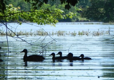 LA FAMILIA: UN VALOR PROFUNDO, coaching educativo, pueblo gitano, educación inclusiva , motivación, desmotivación, sistema educativo inglés, absentista, esfuerzo, refuerzo positivo, consejos prácticos educativos, perspectiva sistémica, aprendizaje cooperativo, Intemon-OXFAM, diversidad, exclusión social, Javier Urra, vínculo, familia, Rita Pierson, herramienta de coaching educativo, fase Insight, proceso de coaching, autoconcepto, J.A. Marina, Joan Vaello Orts, competencia actitudinal, objetivo de aprendizaje, síndrome del profesor quemado, burnout, empatía, asertividad, frases-mantra, automensajes, Programación Neurolingüística PNL, Donald Meichenbaum, técnicas de comunicación asertiva, Daniel Goleman, autoestima, James P. Comer 