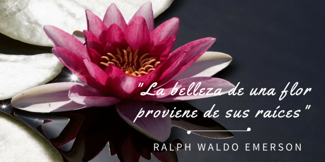 La belleza de una flor proviene de sus raices Ralph Waldo Emerson 